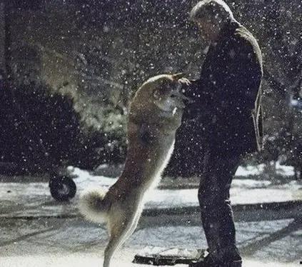 忠犬无言在线观看